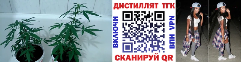 ТГК гашишное масло  Пласт 